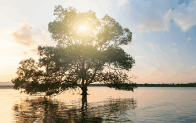L’arbre de vie : un outil puissant pour révéler son potentiel