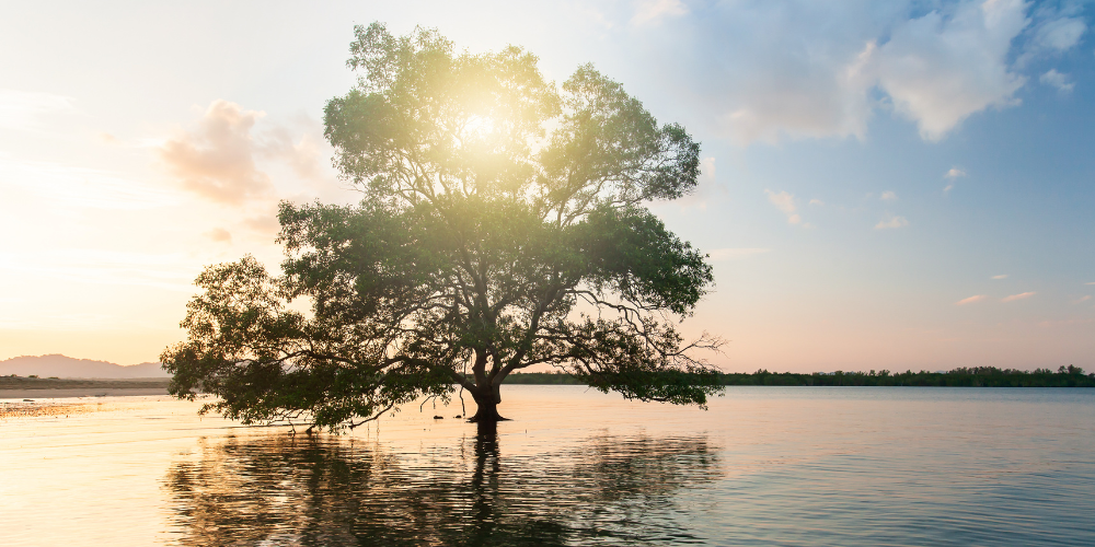 L’arbre de vie : un outil puissant pour révéler son potentiel